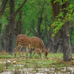 Deer-Nijhum-Dwip-by-tourist-signal