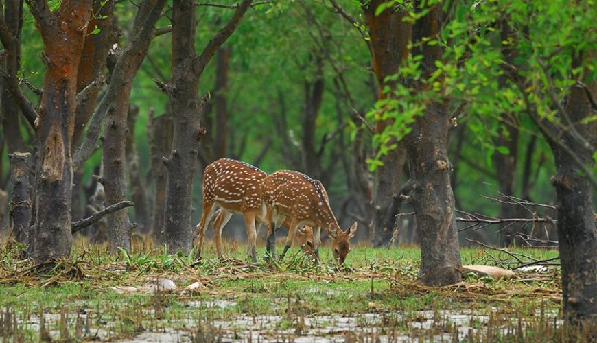 Deer-Nijhum-Dwip-by-tourist-signal