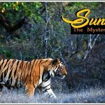 sundarban wildlife tour