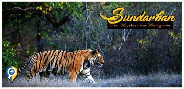 sundarban wildlife tour