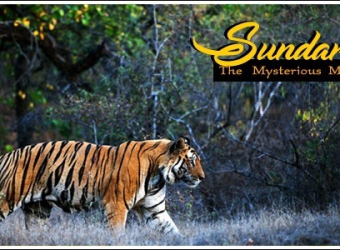 sundarban wildlife tour