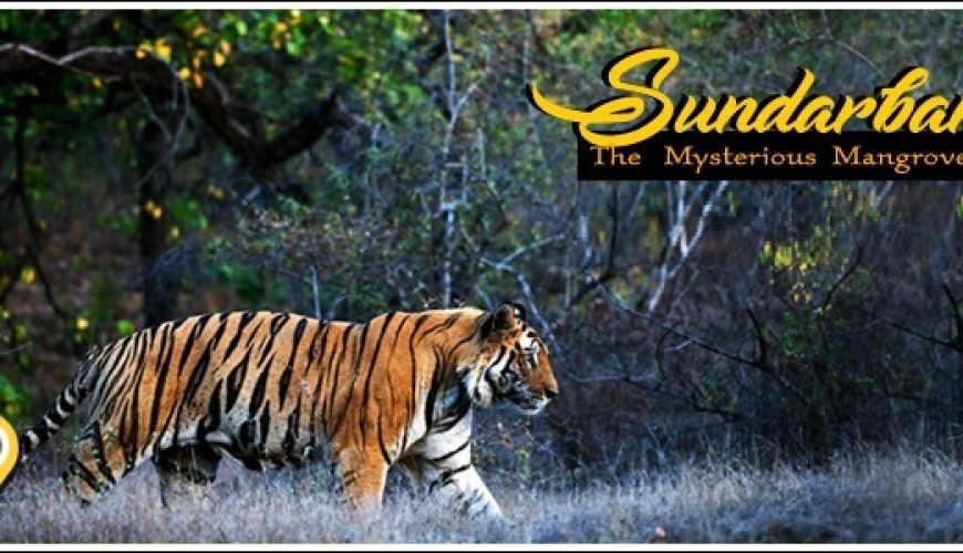 sundarban wildlife tour