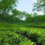 রামগড় চা বাগান,খাগড়াছড়ি ভ্রমণ